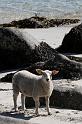 20080614_Lofoten 2008_0482_DxO_crop